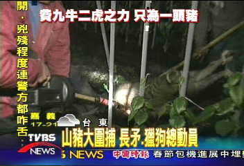山豬大圍捕　長矛、獵狗總動員