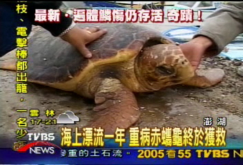 奇蹟漂流1年 重病赤蠵龜獲救