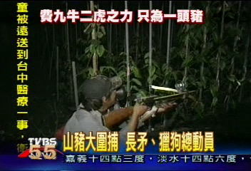 山豬群肆虐土城山區 攻擊嚇壞人!