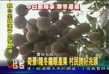 奇景!隆冬龍眼產果 村民誇好兆頭