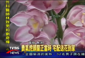 貴氣虎頭蘭正當時 宅配送花到家