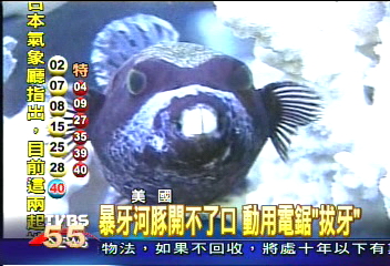 暴牙河豚開不了口 動用電鋸「拔牙」