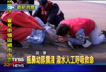 瓶鼻幼豚擱淺 潑水人工呼吸救命