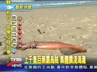 上千隻巨無霸烏賊 集體擱淺海灘
