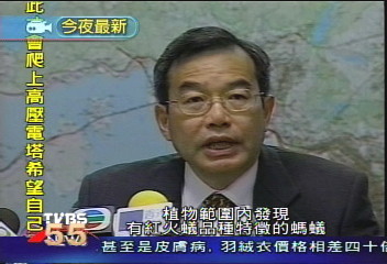 港府證實　發現疑似咬人紅火蟻