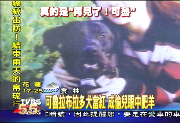 可魯拉布拉多犬當紅　成偷兒眼中肥羊