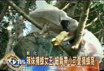 辣妹捕蜂女王 細肩帶小可愛摘蜂窩