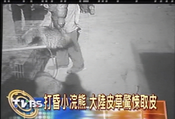 打昏狐狸　重擊浣熊　大陸皮草驚悚剝皮