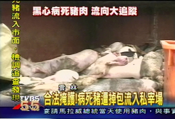合法掩護! 病死豬遭掉包流入私宰場