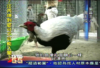 雞年賞雞去 國際「雞」場有看頭