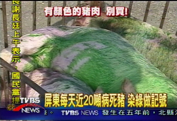 屏東每天近20噸病死豬 染綠做記號