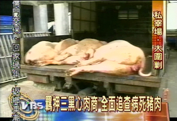 聲押黑心肉商 全面追查病死豬肉