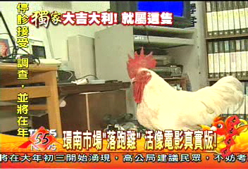 環南市場落跑雞　活像電影真實版