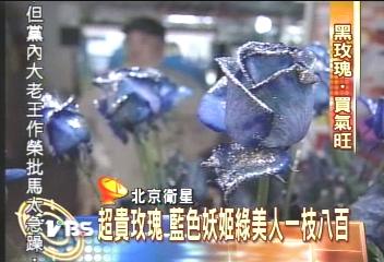 〈獨家〉超貴玫瑰 藍色妖姬綠美人一枝800