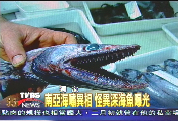 〈獨家〉南亞海嘯異相　怪異深海魚曝光