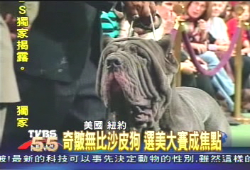 奇皺無比沙皮狗 選美大賽成焦點