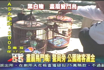 〈獨家〉畫眉鳥鬥嘴! 警局旁 公園賭客灑金