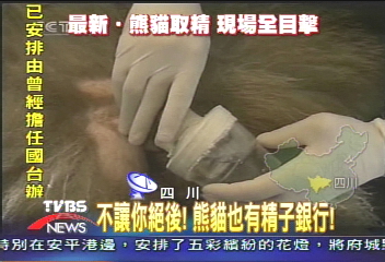 不讓牠絕後！熊貓也有精子銀行！