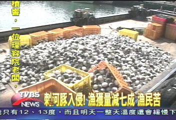 南亞海嘯效應！台灣海域　刺河豚爆增