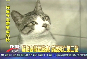 貓也會得愛滋病! 高居死亡第二位