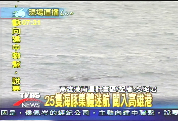 25隻海豚集體迷航 闖入高雄港