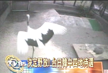 〈獨家〉 丹頂鶴「丹丹」　傷癒能跑能跳