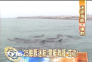 25鯨豚迷航 警艇救援 成功