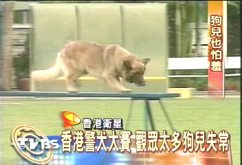 香港警犬大賽 觀眾太多狗兒失常
