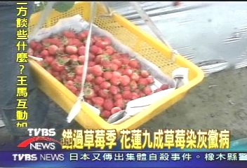 錯過草莓季　花蓮九成草莓染灰黴病