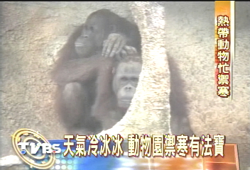 天氣冷冰冰　動物園禦寒有法寶