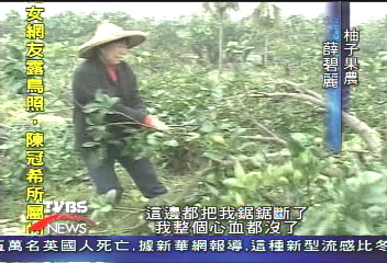 30年百棵柚子樹遭鋸斷　果農哀嚎