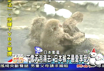 下雪天泡湯去! 日本猴子最愛享受