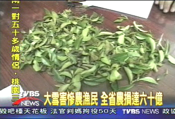大雪害慘農漁民 全省農損達60億