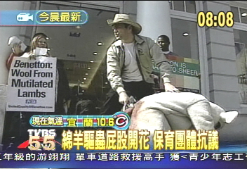 綿羊驅蟲屁股開花 保育人士抗議