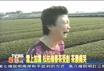 雪上加霜 松柏嶺春茶受創 茶農痛哭