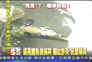 這尾鯉魚很搞笑 翻肚詐死 民眾稱奇