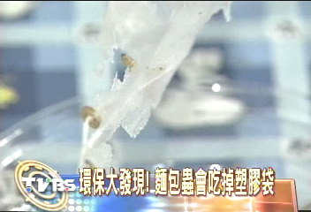 環保大發現！　麵包蟲會吃掉塑膠袋