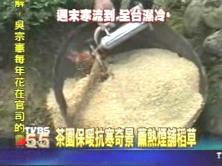 茶園保暖抗寒奇景 薰熱煙舖稻草