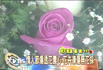 情人節傷透花農心 花卉凍傷無花採