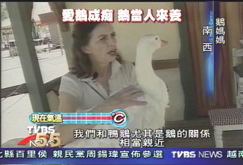 婦人愛鵝成痴 鵝寶寶當孩子養