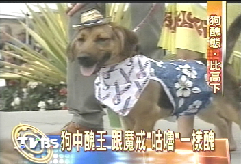 南加州選「狗中醜王」　狗寶貝拼「醜」