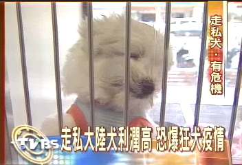 走私犬之王! 「中國冠毛犬」極稀有