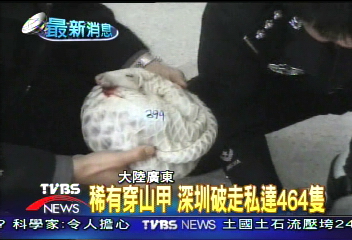 稀有穿山甲　深圳破獲走私達464隻