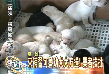 來補習可魯幼犬大方送! 業者挨批