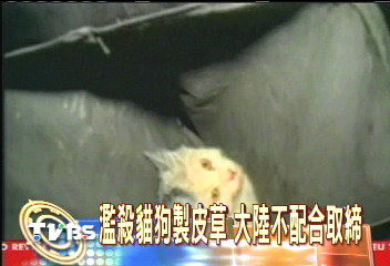 狠心宰貓狗製皮草 歐盟嚴聲譴責