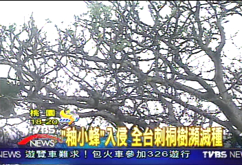 「釉小蜂」入侵 全台刺桐樹瀕滅種