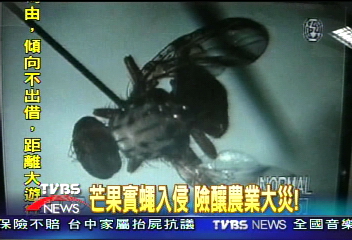 芒果實蠅入侵 險釀農業大災