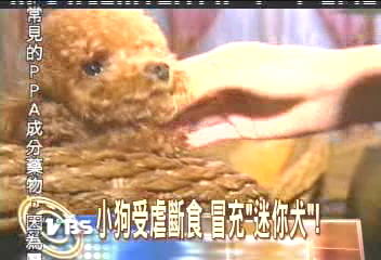狗受虐斷食餵減肥藥 冒充迷你犬