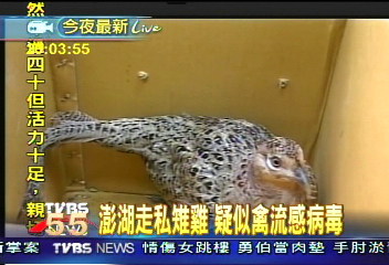 澎湖走私雉雞 發現禽流感病毒