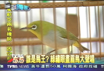 誰是鳥王？　綠繡眼畫眉鳥大聲唱